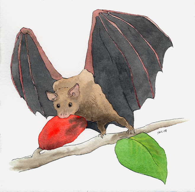 fruit bat. jamaican fruit bat