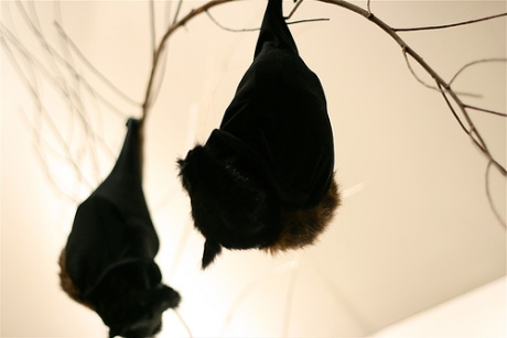 stuffed fruit bat sculptures