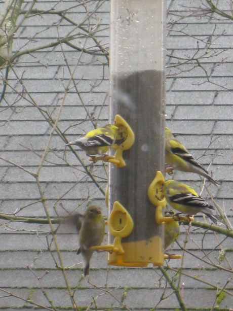 goldfinches02