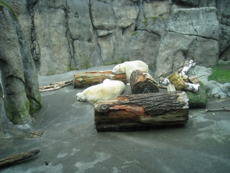 polar-bears01