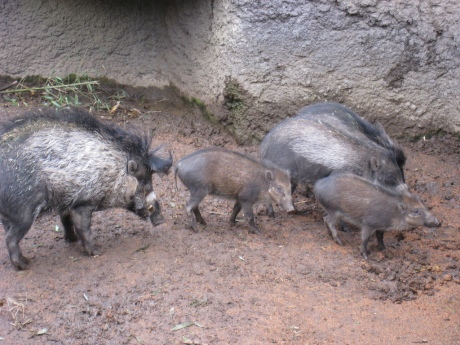 visayan-warty-pig-family